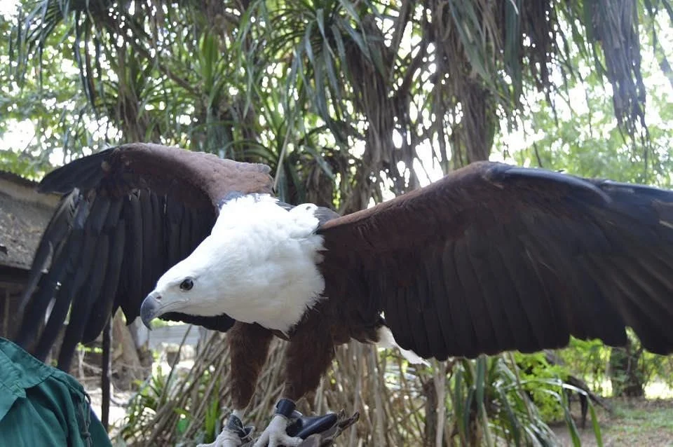 Falconry of Kenya