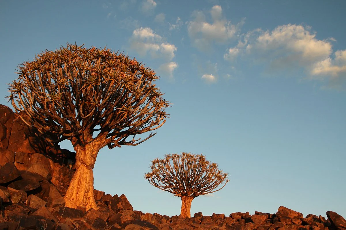 Quivertree Forest and Giant's Playground