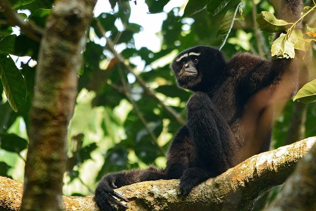 Hoollongapar Gibbon Sanctuary