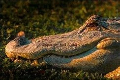 Perry's Bridge Reptile Park