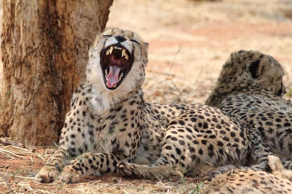 Africat