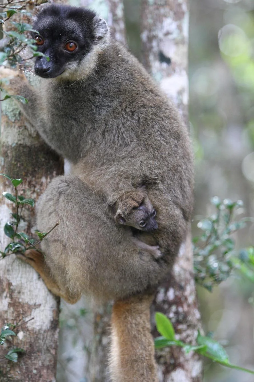 The Mitsinjo Reserve