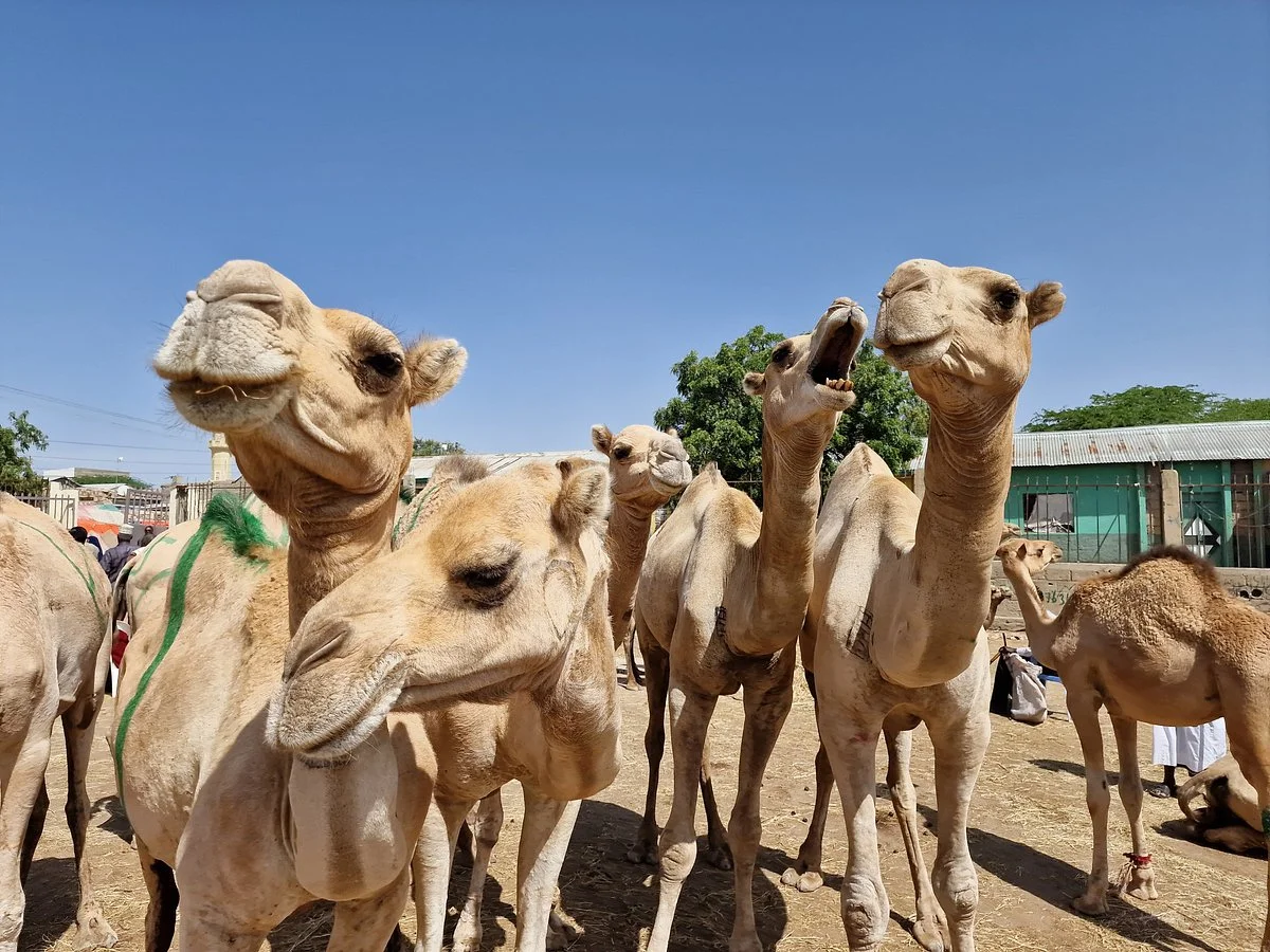 Livestock Market