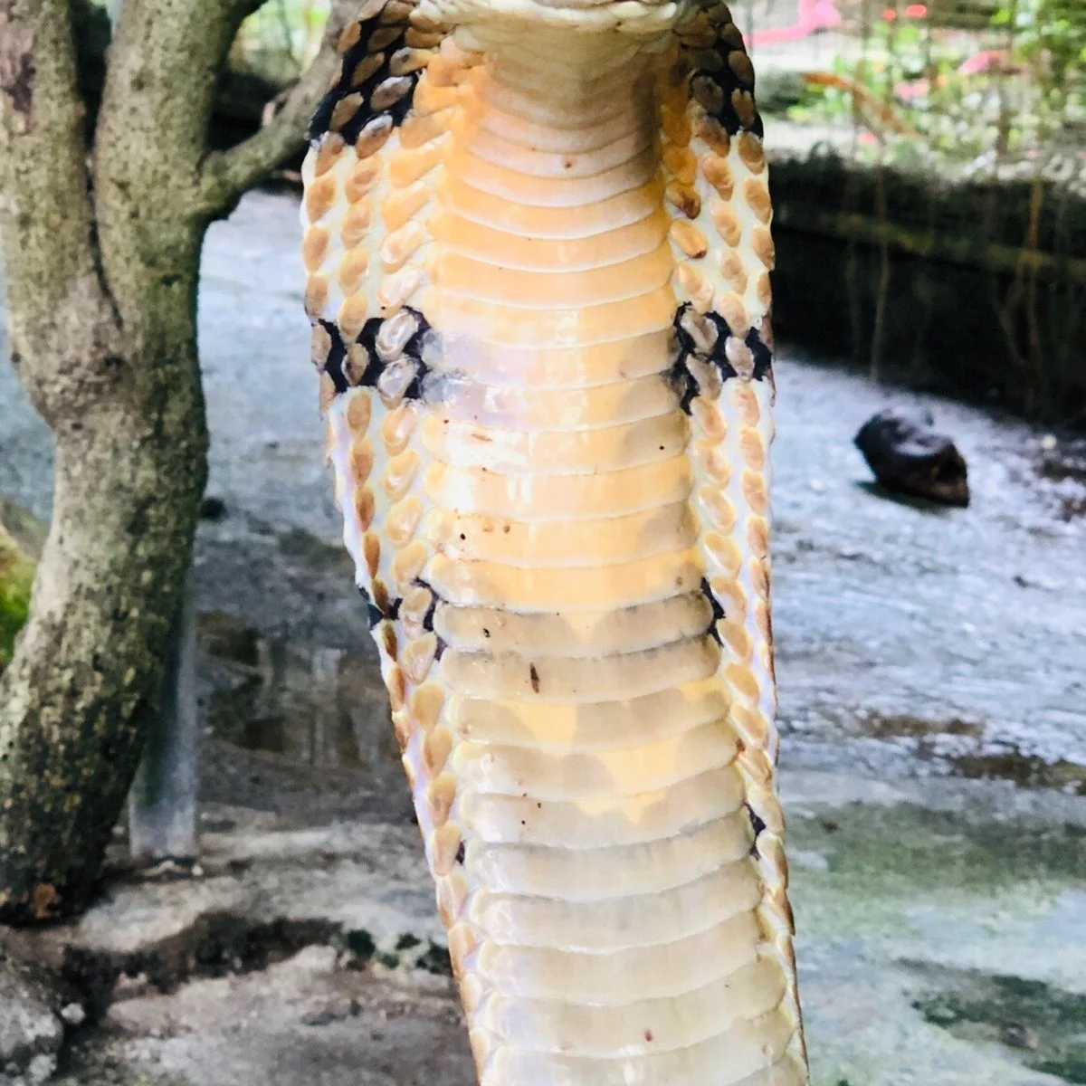 Snake Farm and Monkey School