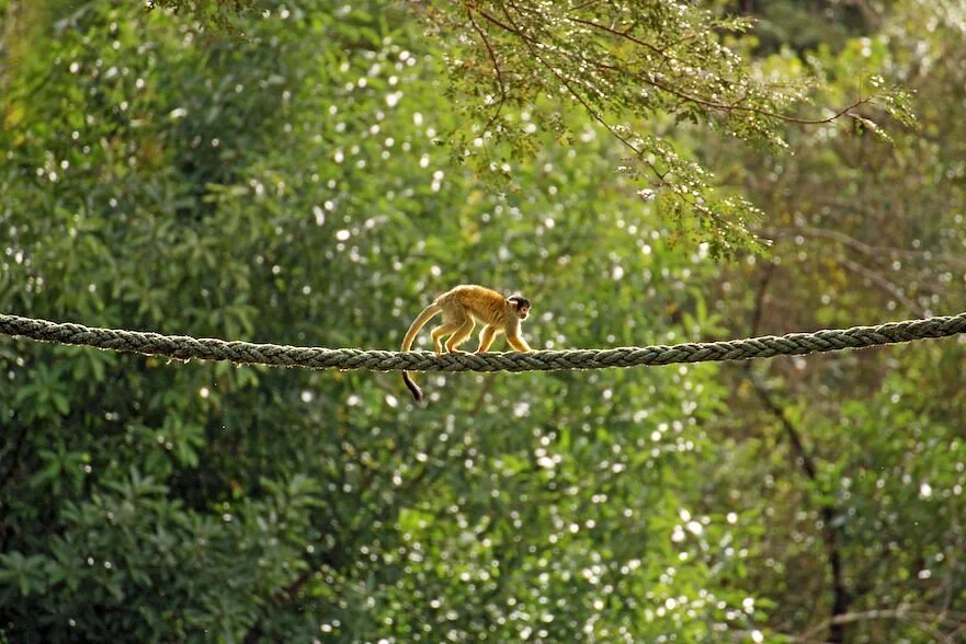 Monkeyland KZN