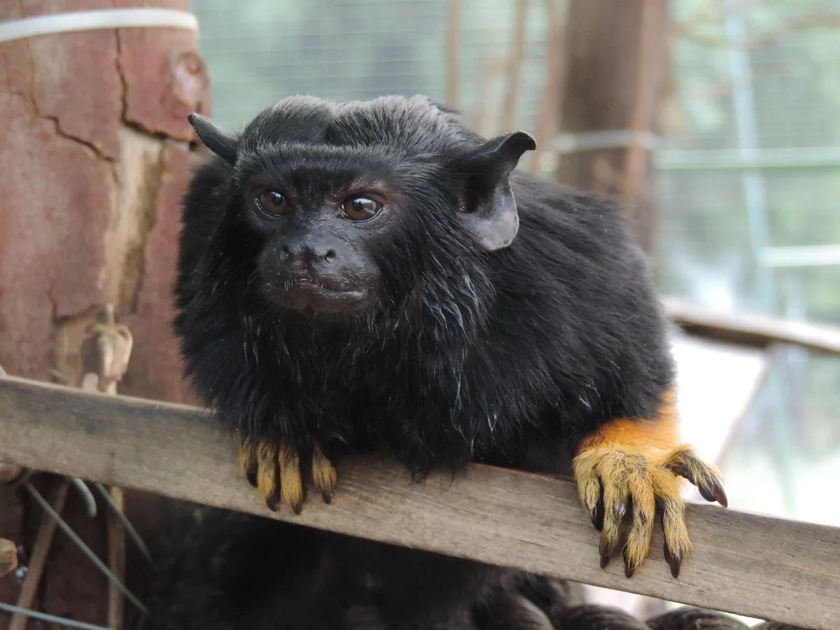 International Primate Rescue