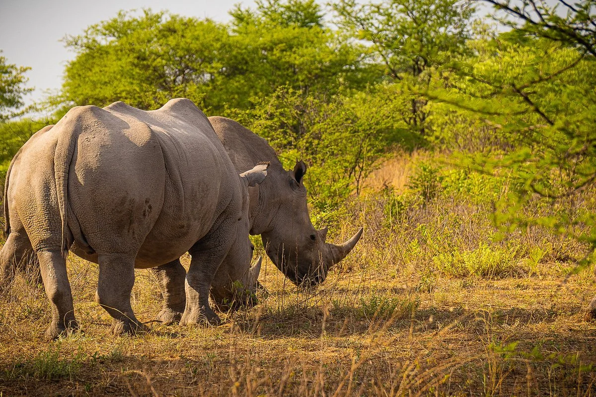 Khama Rhino Sanctuary