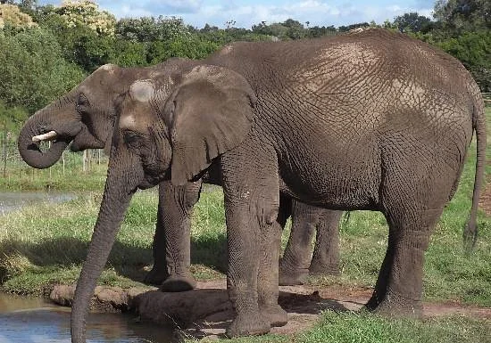 Elephant Walk
