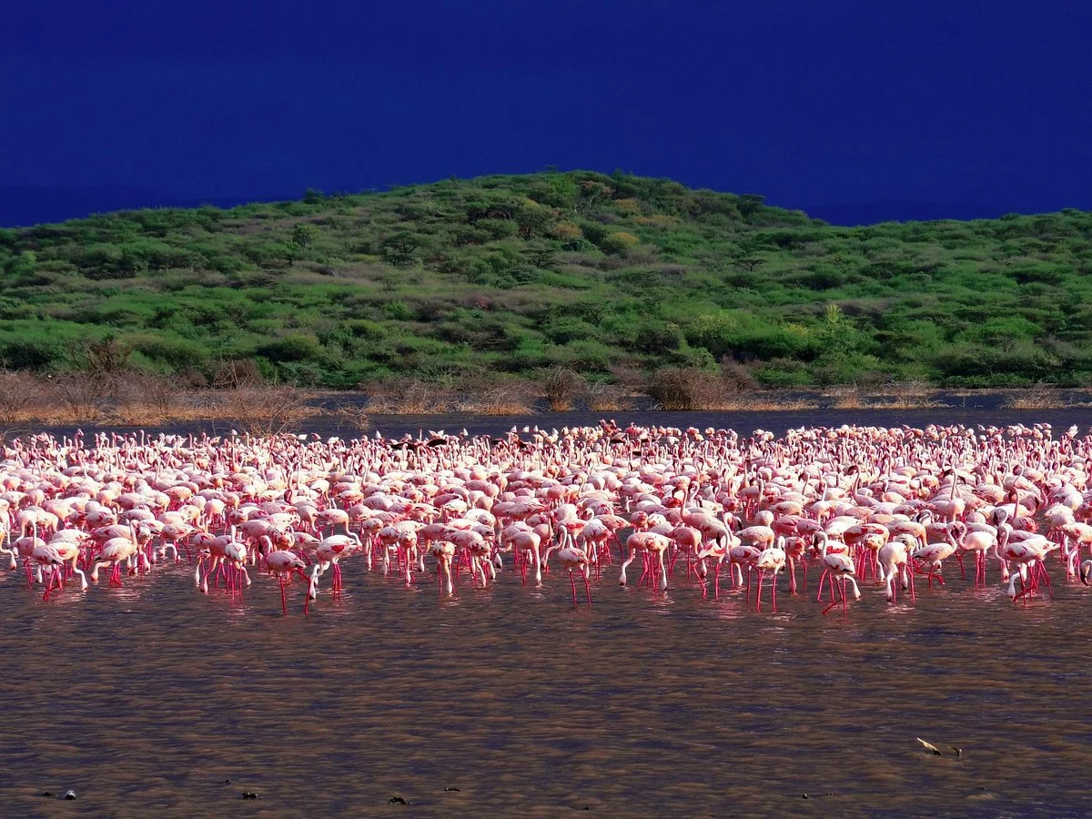 Lake Bogoria