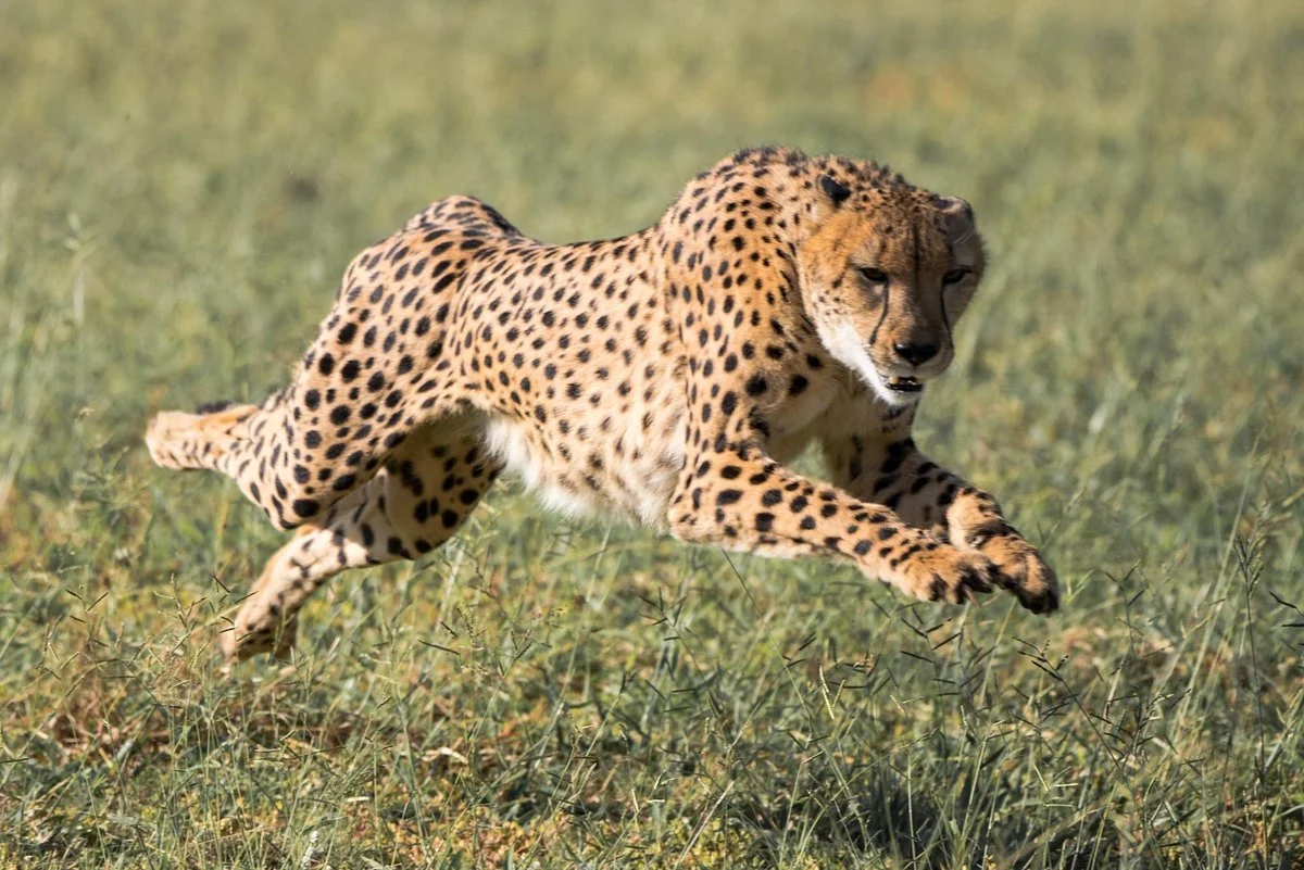 De Wildt Shingwedzi Cheetah Ranch