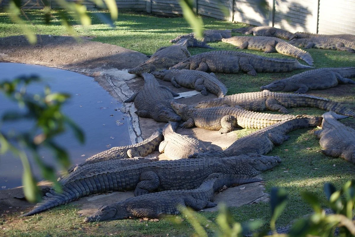 Riverbend Crocodile Farm