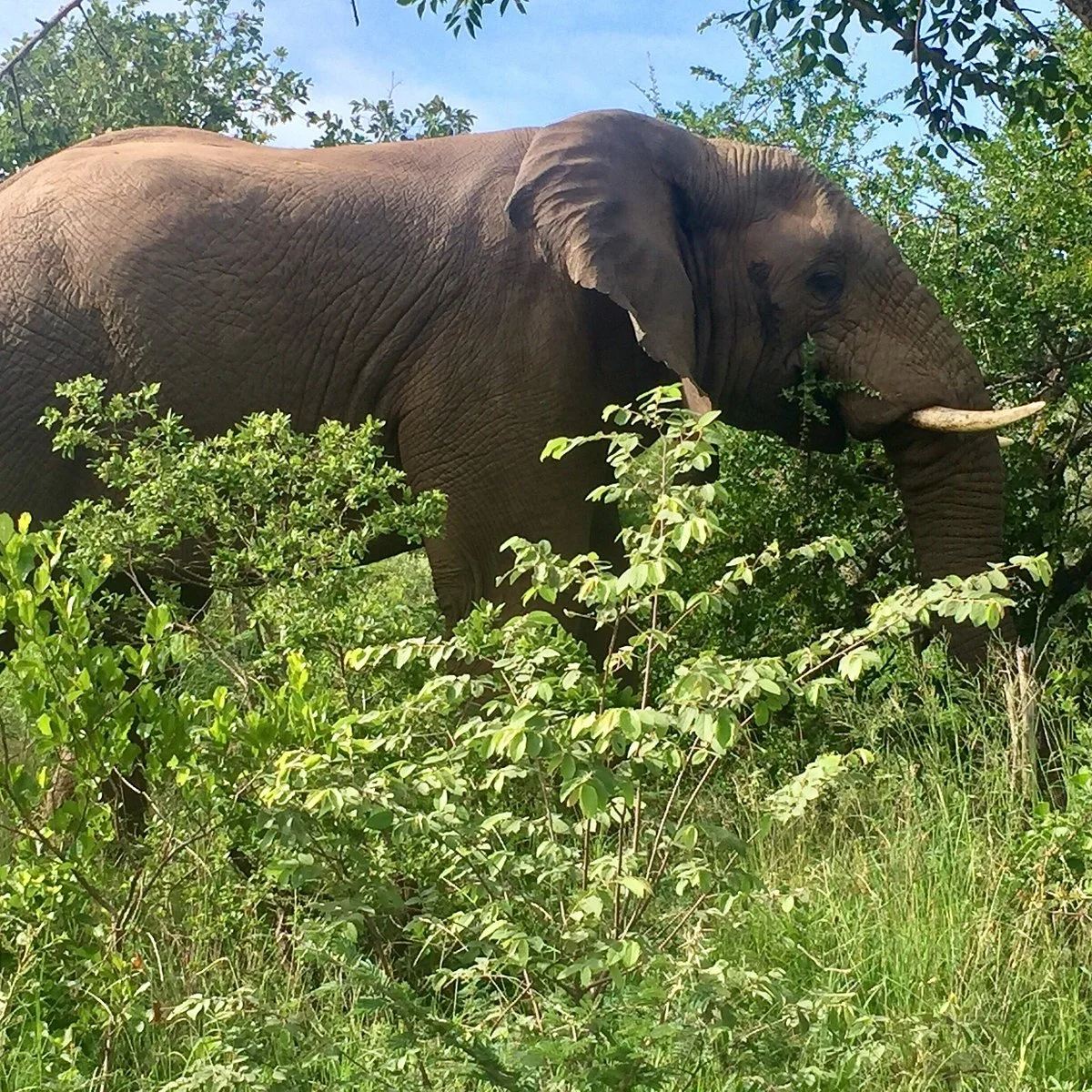 iMfolozi Game Reserve