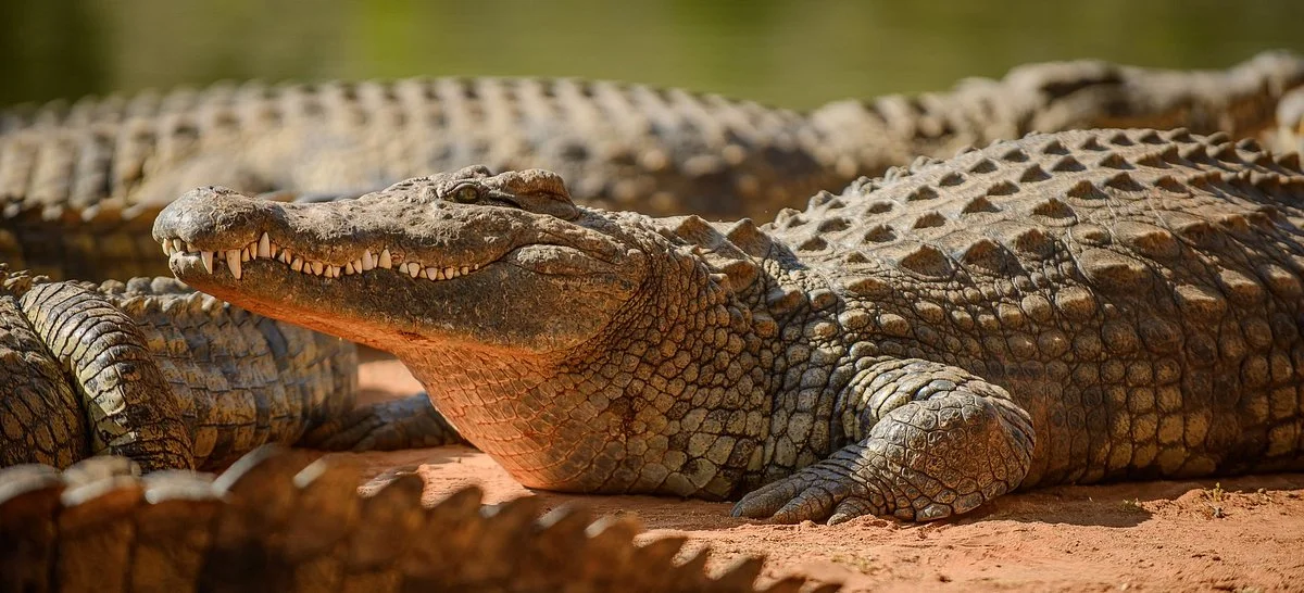Seronera Crocodile Farm