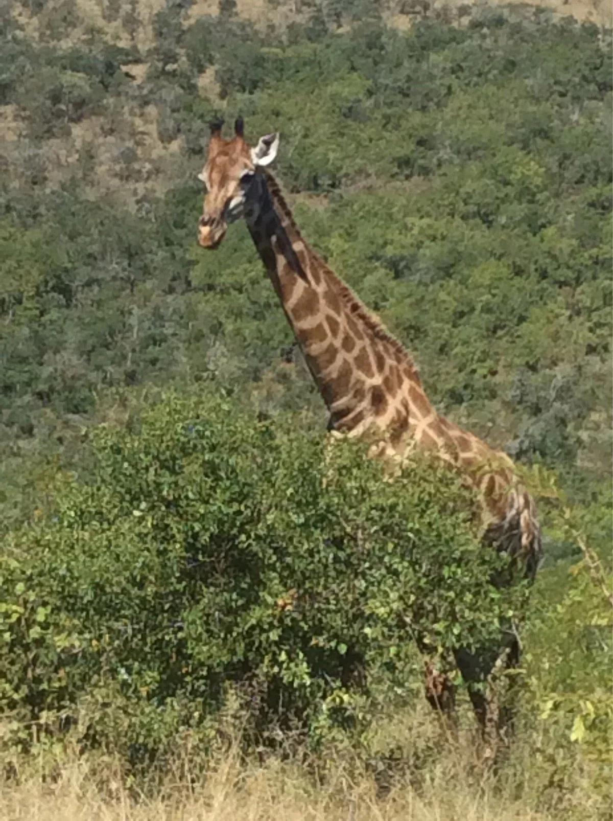 Mpila Camp Hluhluwe Imfolozi Reserve