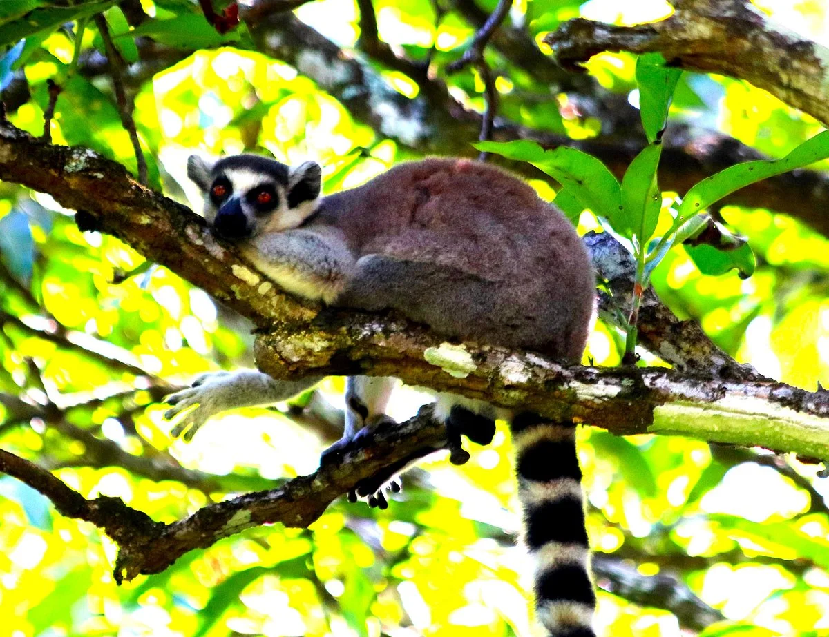 Nahampoana Reserve