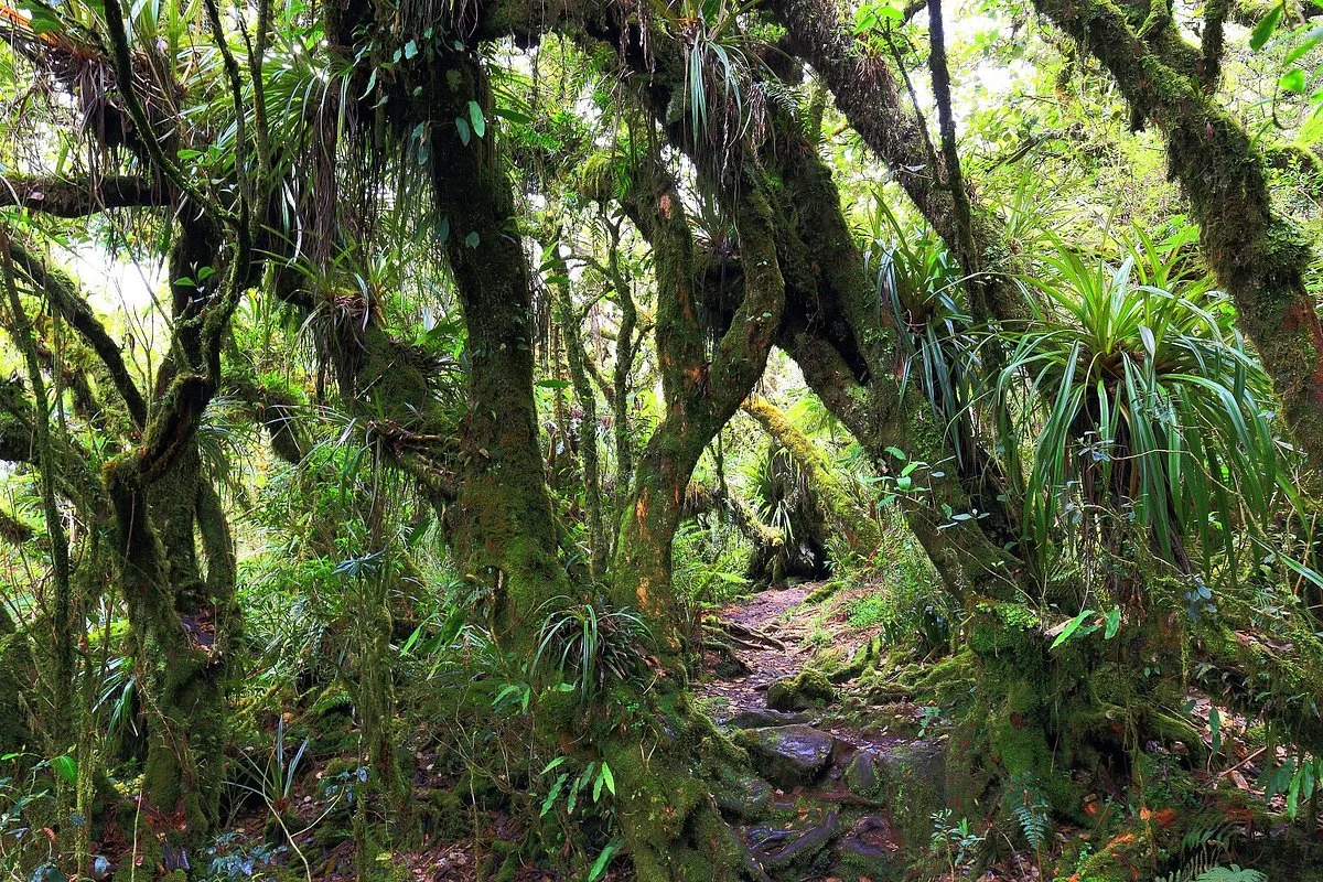 Foret de Belouve