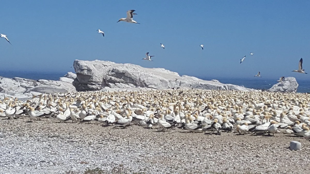 Bird Island Nature Reserve