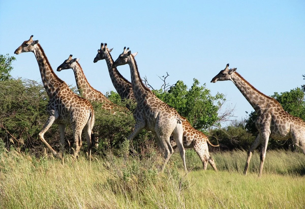 Moremi Wildlife Reserve