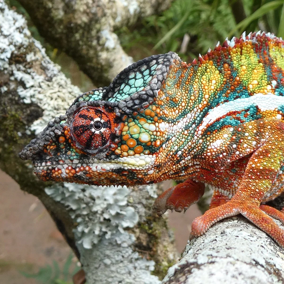 Madagascar Exotic