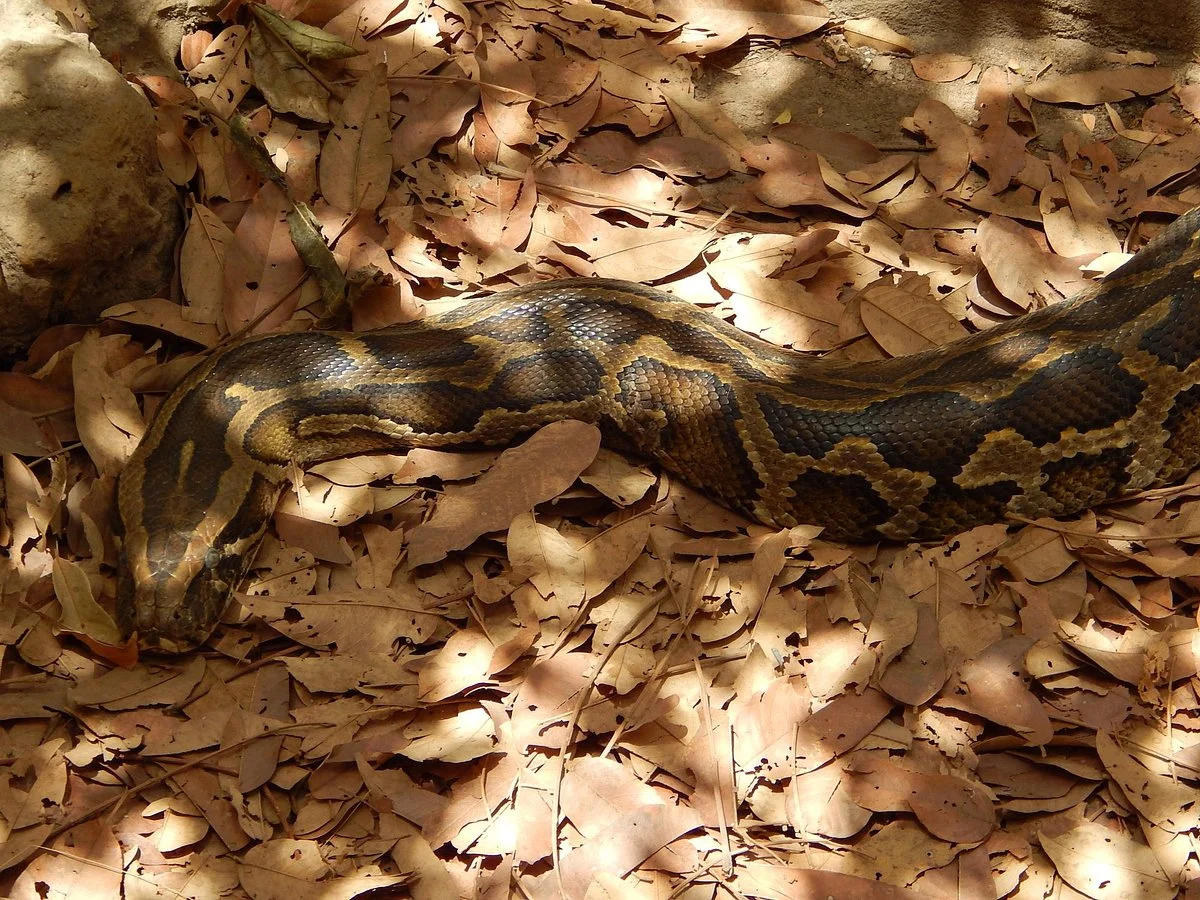 The Reptile Farm