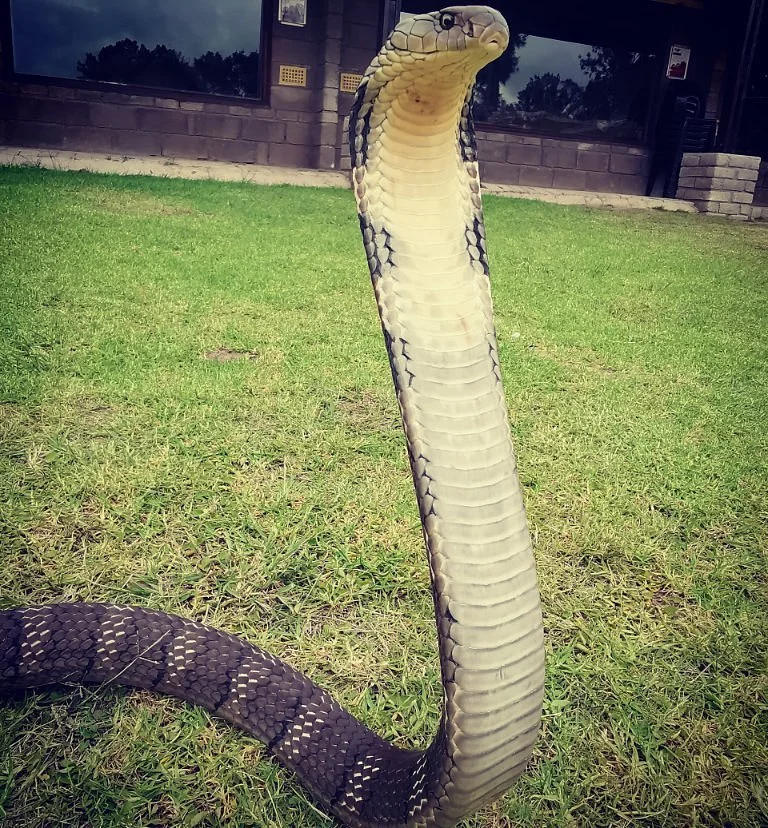 The Venom Pit Snake Park