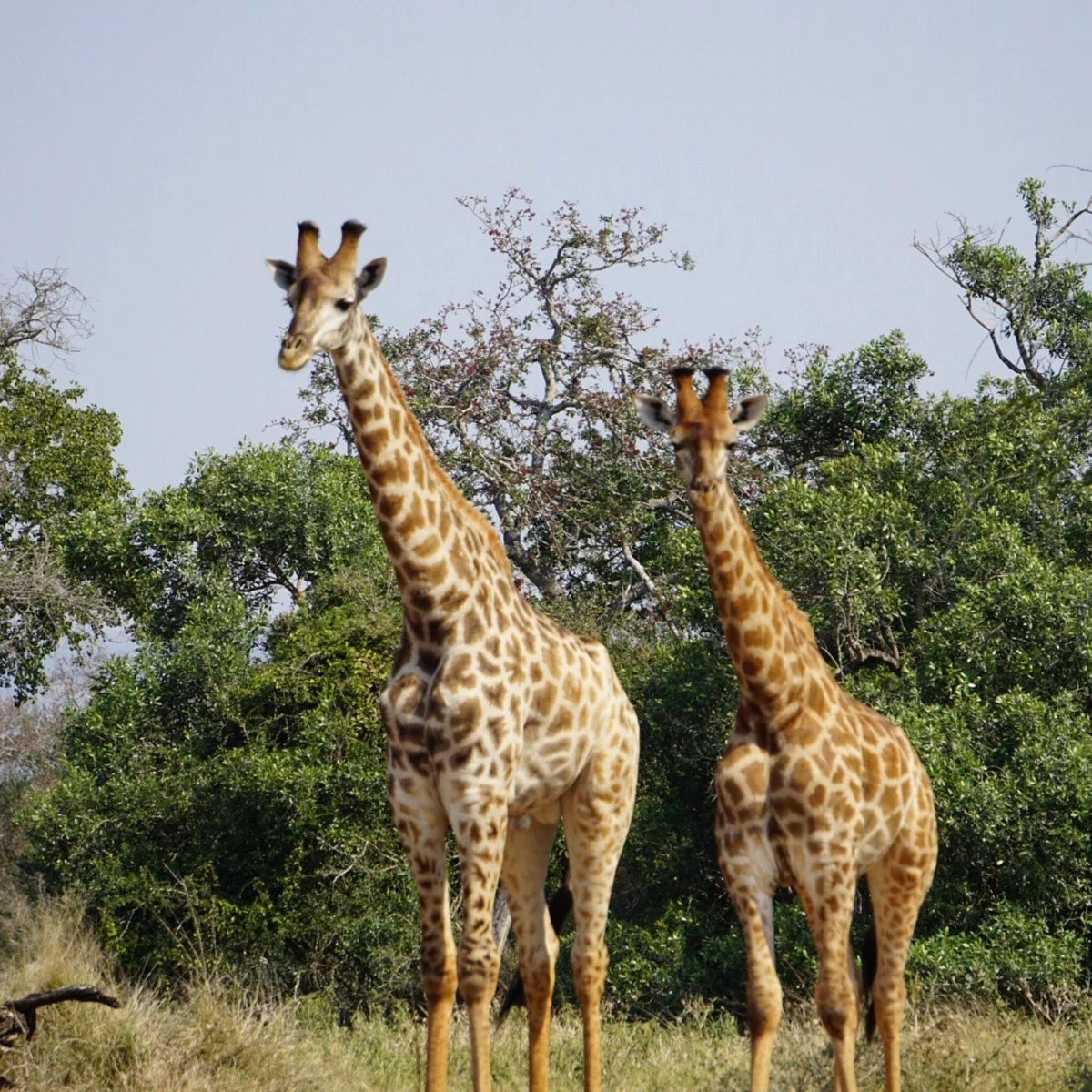 Mkhuze Game Reserve