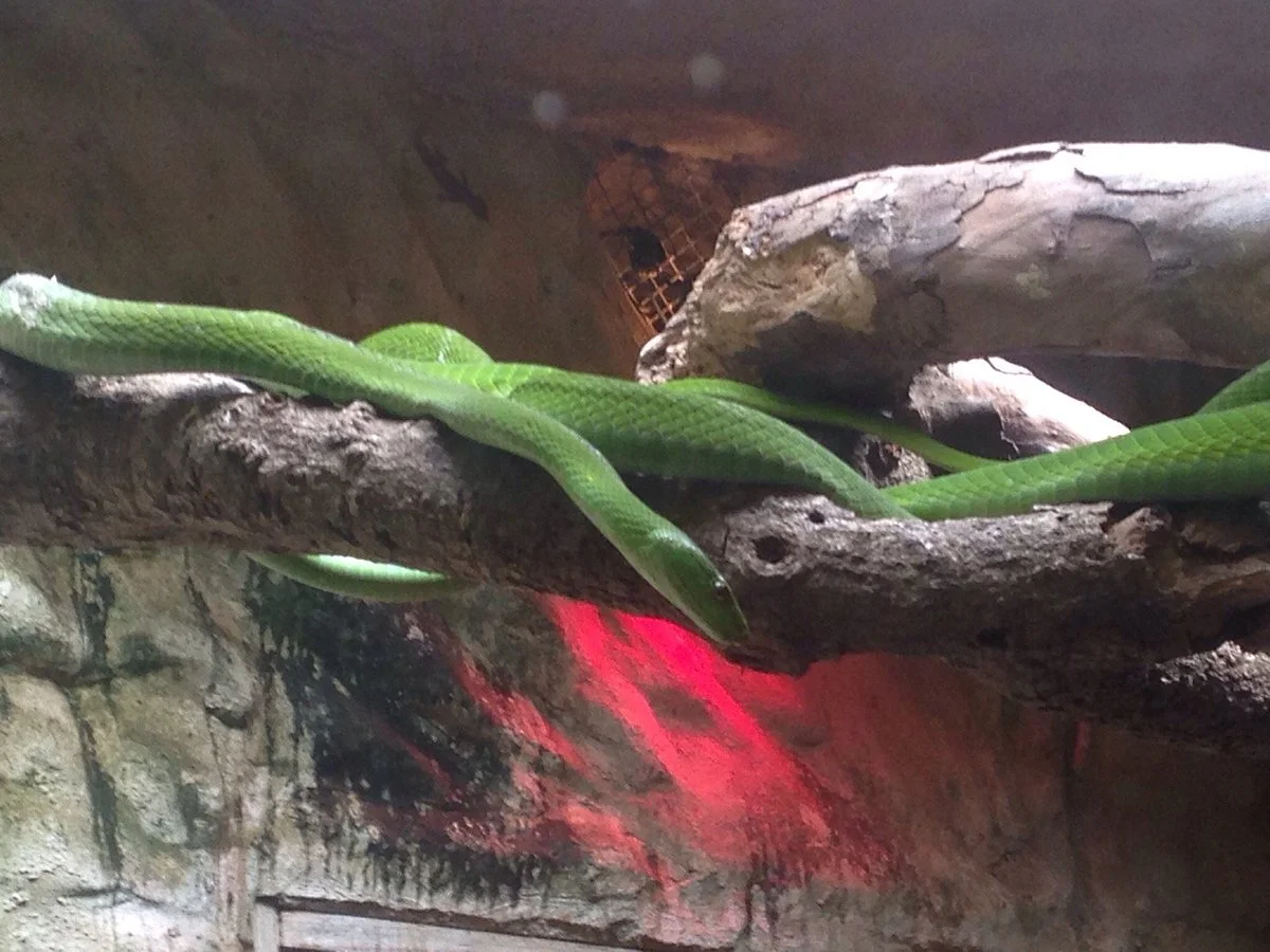 Ndlondlo Reptile Park