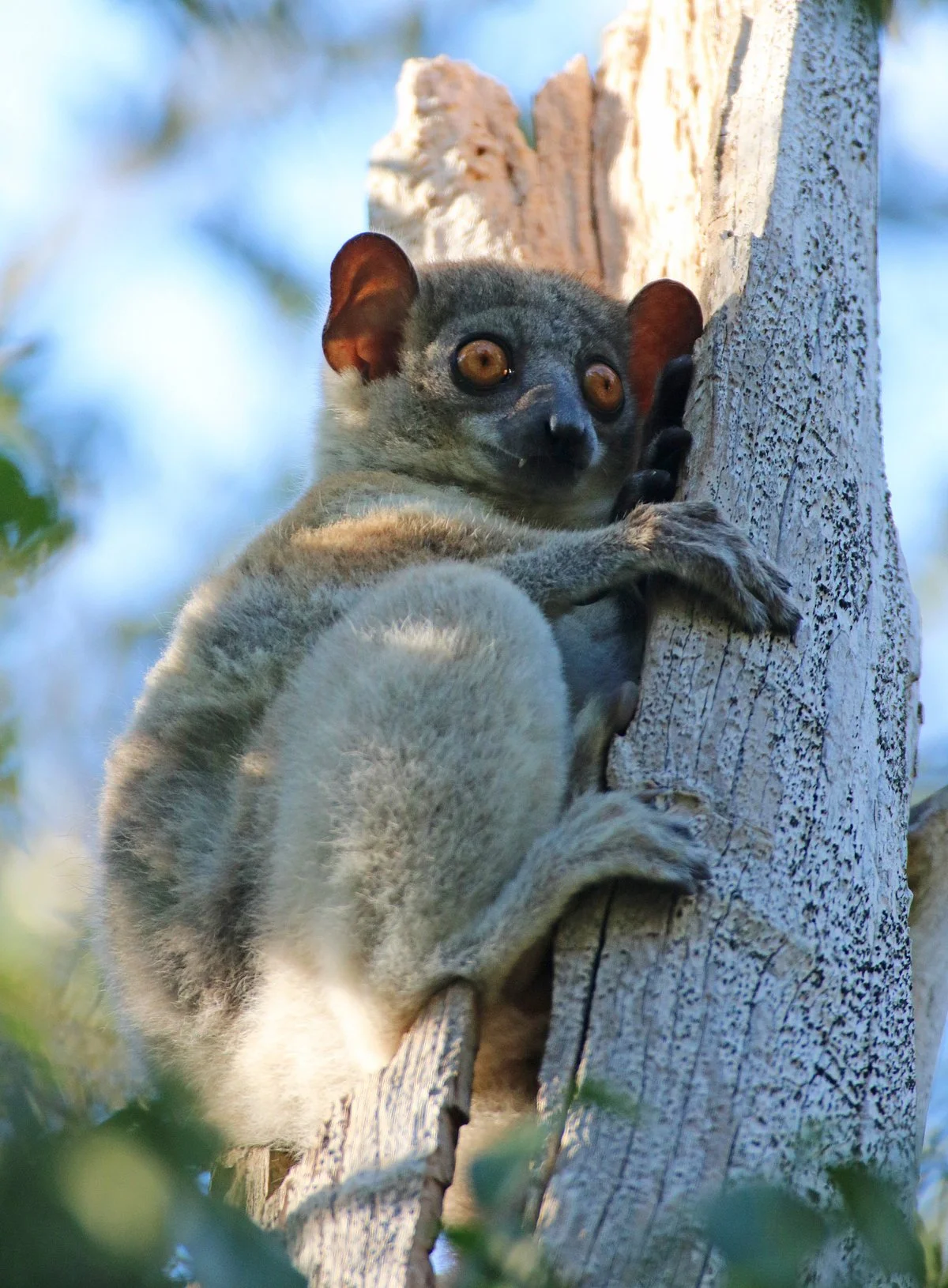 Kirindy Forest Morondava Madagascar