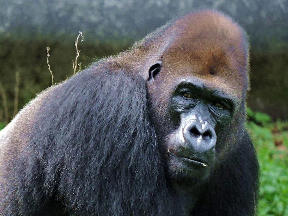 Limbe Wildlife Centre