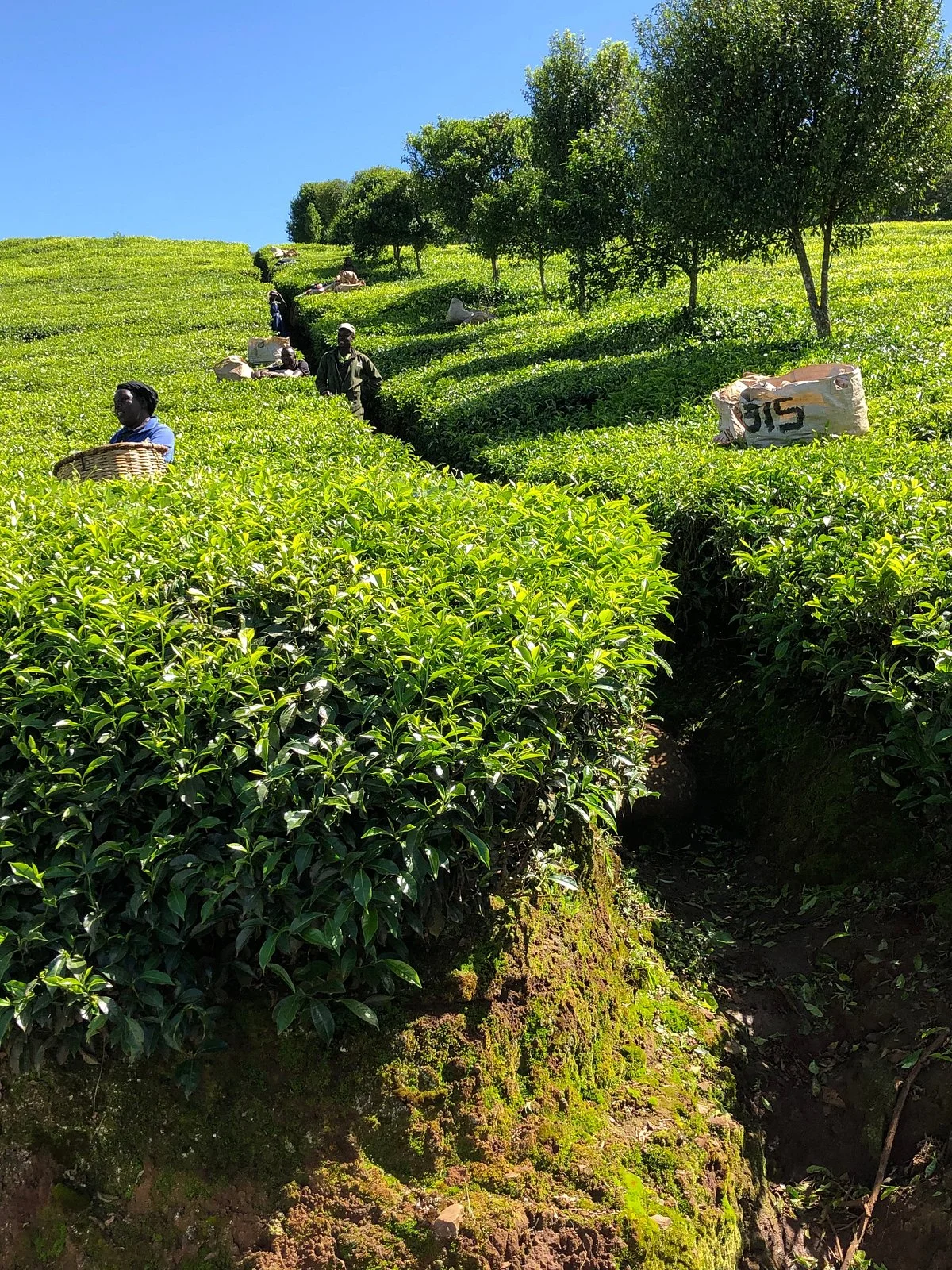 Kericho Tea Plantations
