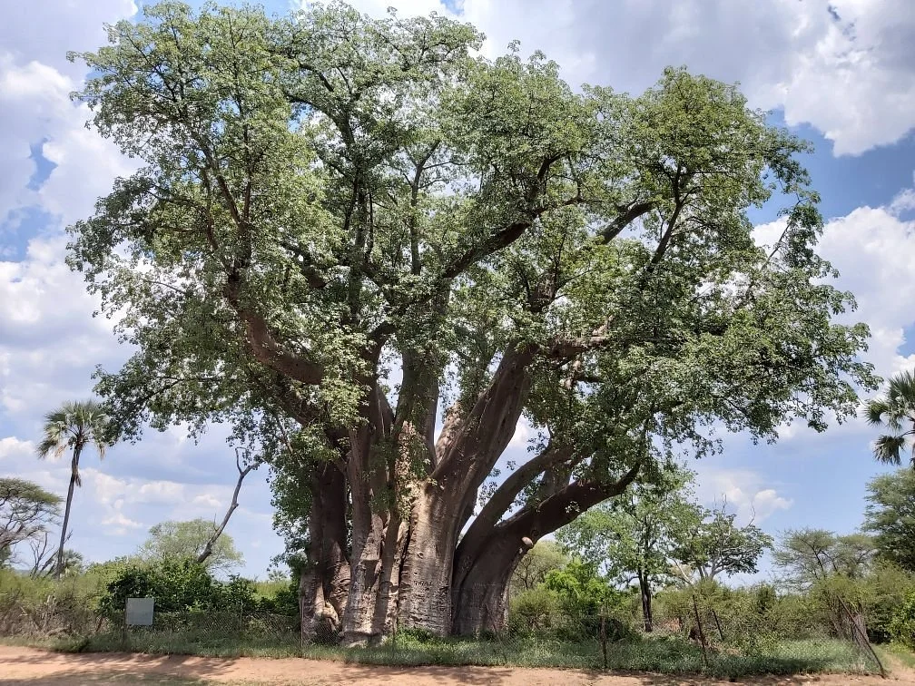 The Big Tree