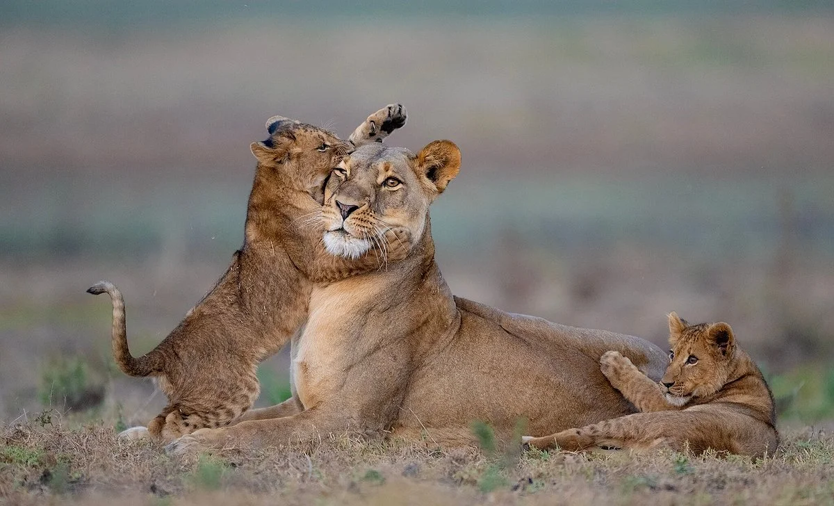 Kafue National Park