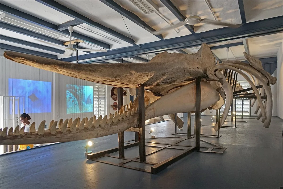 MUMA musée de mayotte (Musée De France)