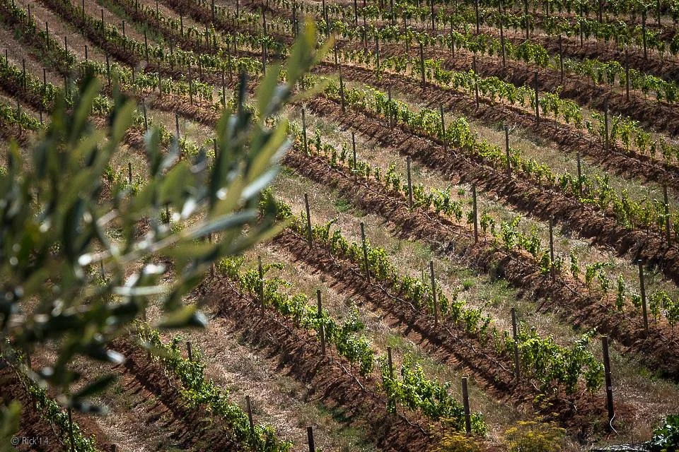 Dalla Cia Vineyard