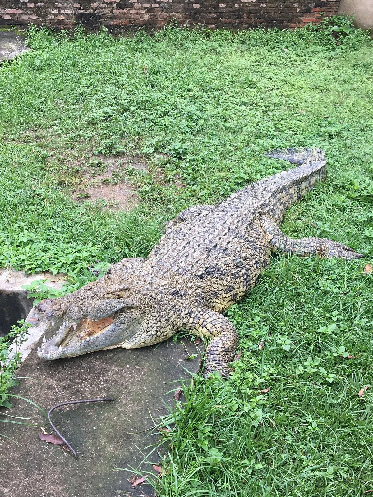 Reptile Park (Parc des Reptiles)