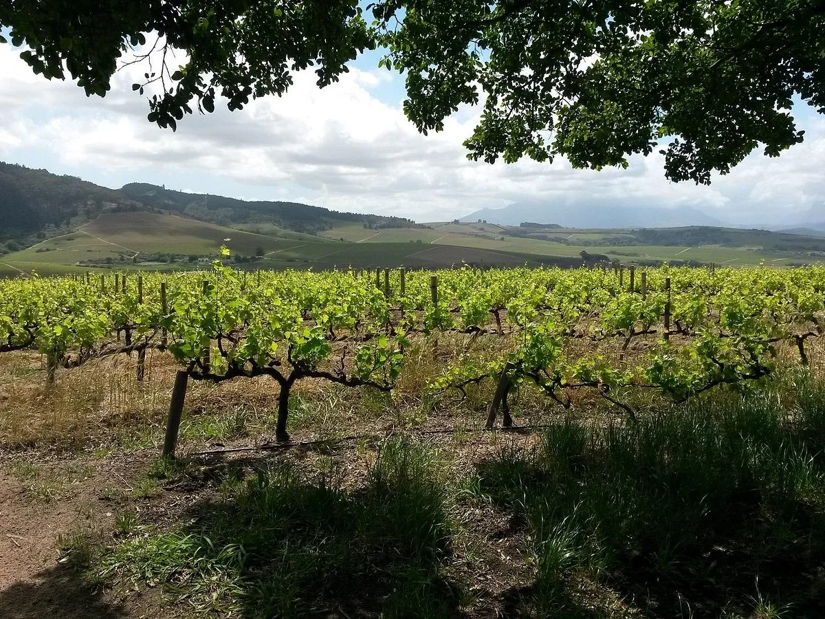 DeWaal Wines
