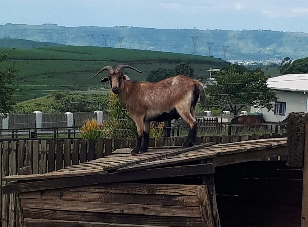 Winsome View Animal Farm & Bistro