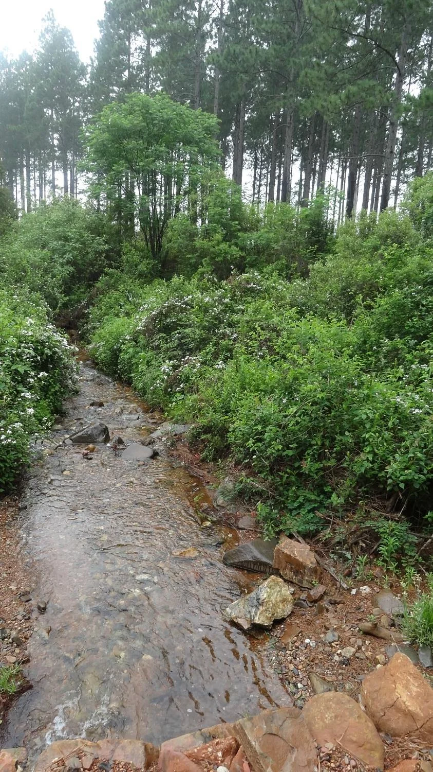 Castle Rock Trails