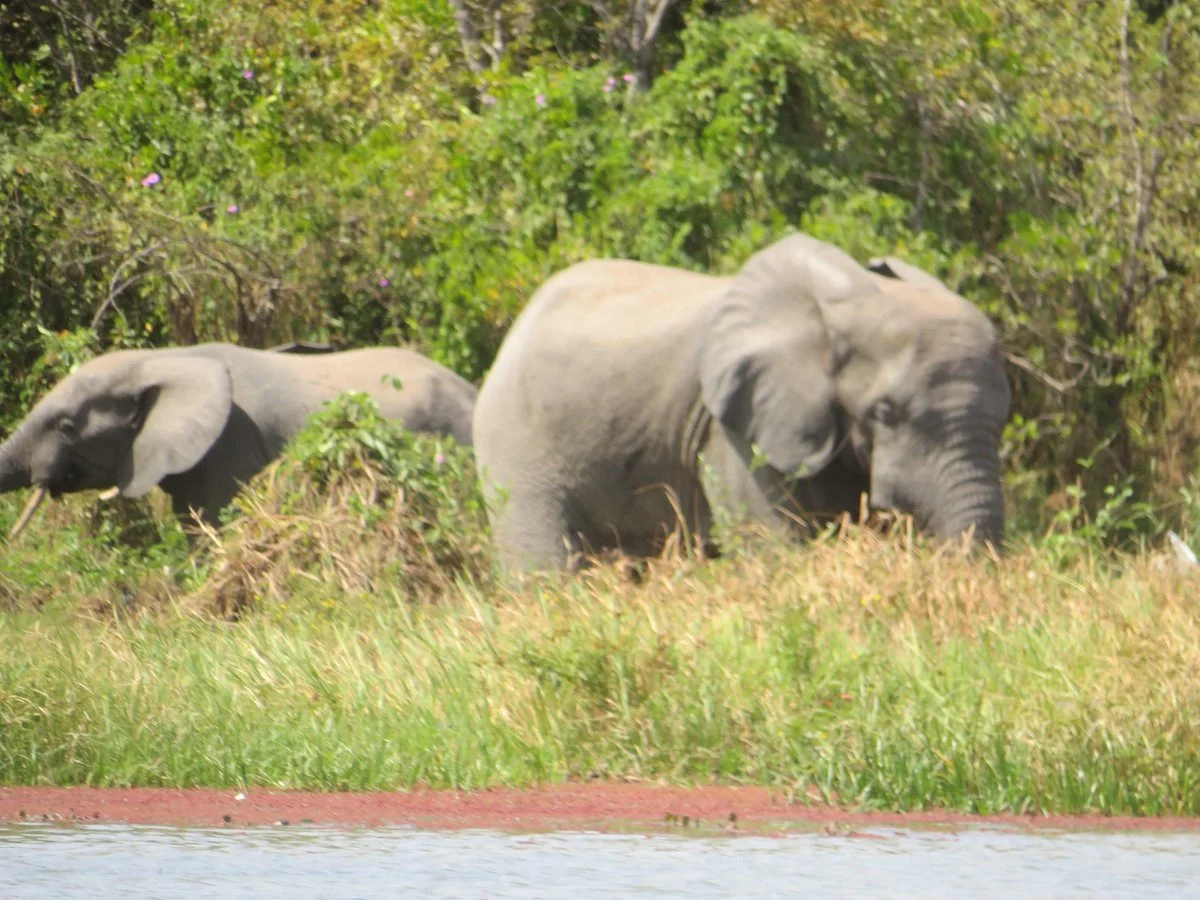 Mare aux Hippopotames