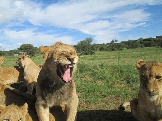 Boskoppie Lion & Tiger Reserve