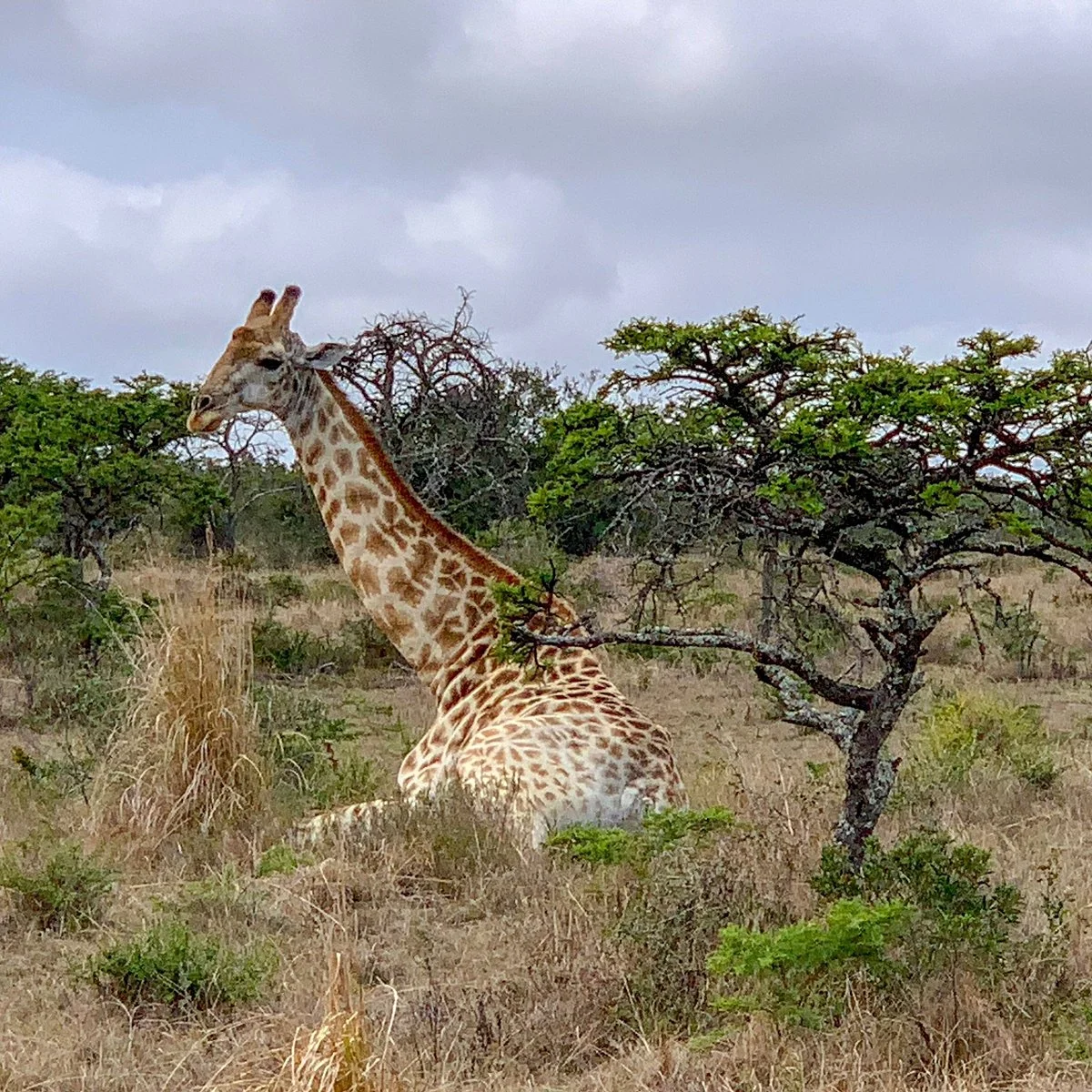 Premier Resort Mpongo Private Game Reserve