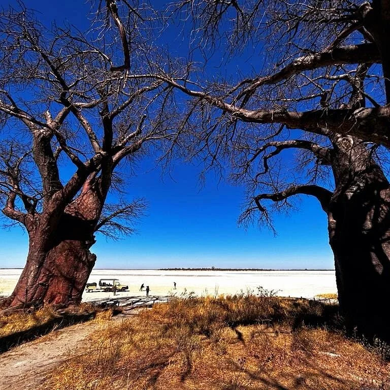 Baines Baobabs