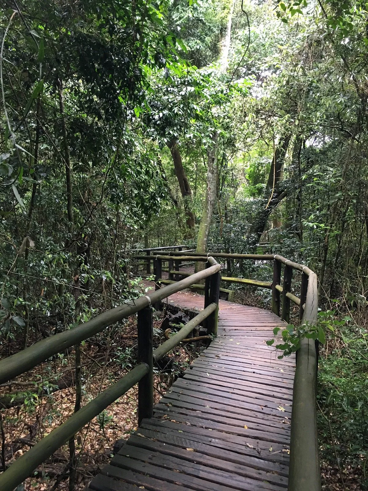Dlinza Forest