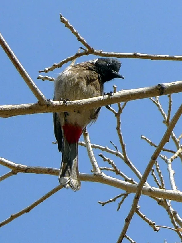 Jalore Wildlife Sanctuary