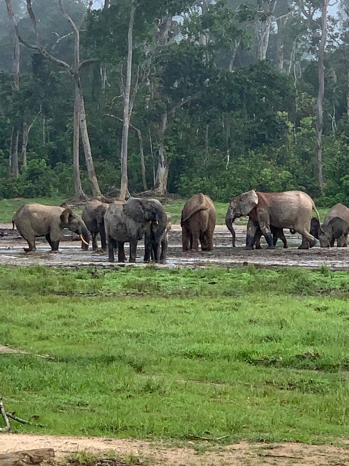 Dzanga-Sangha Reserve