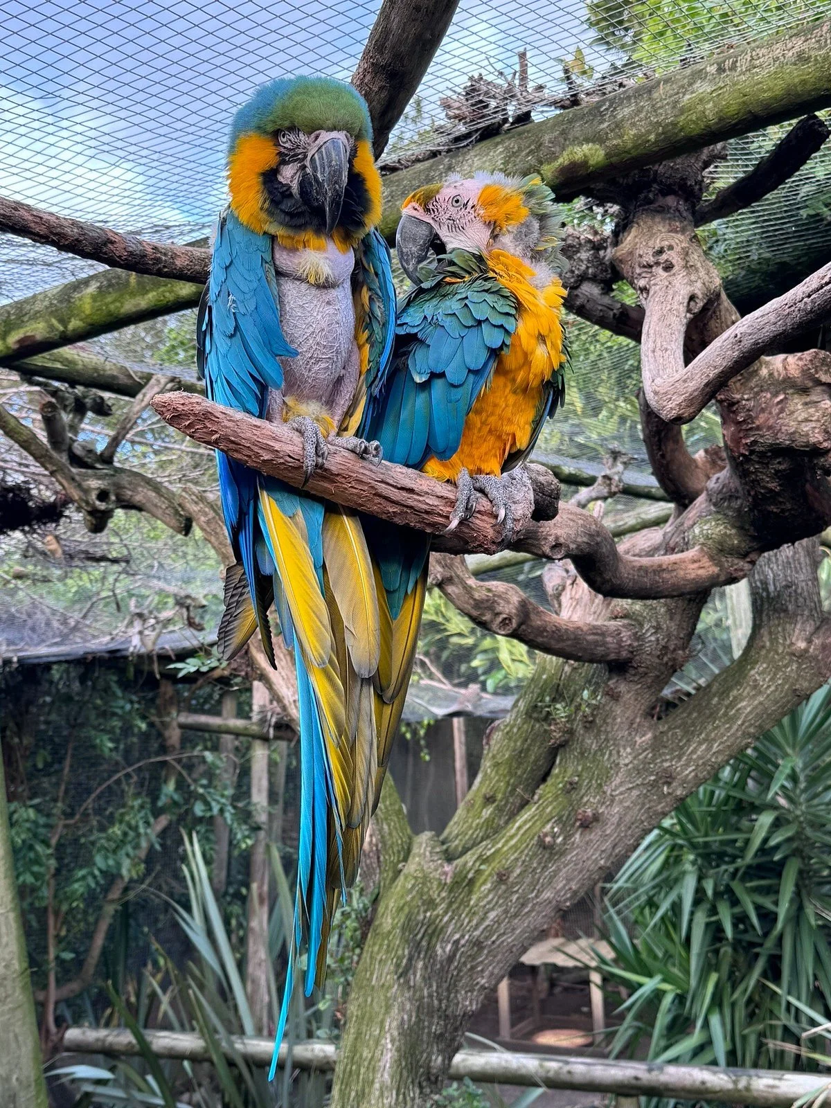 Birds Paradise