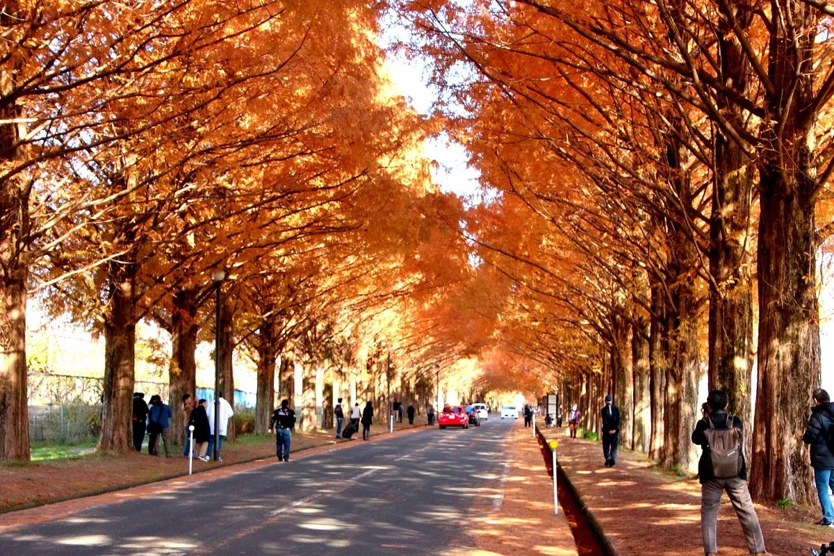 Metasequoia Namiki