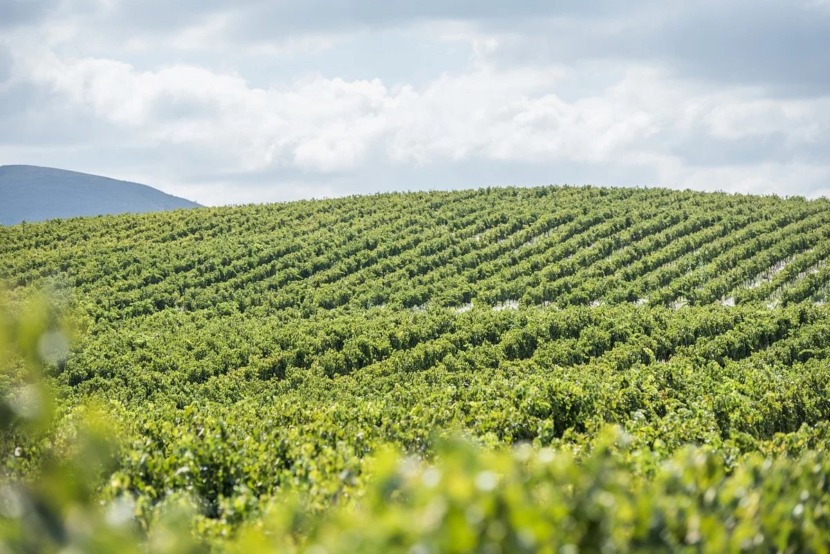 Arendsig Single Vineyard Wines