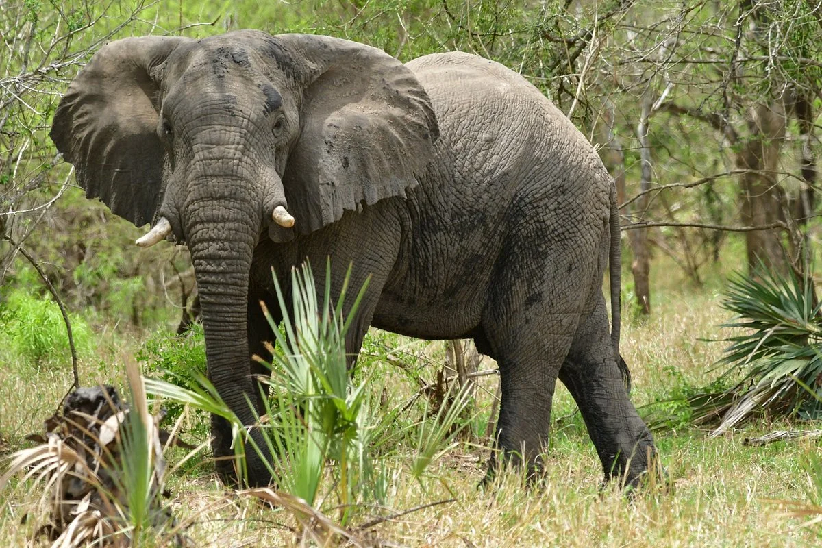Parque Nacional Da Gorongosa
