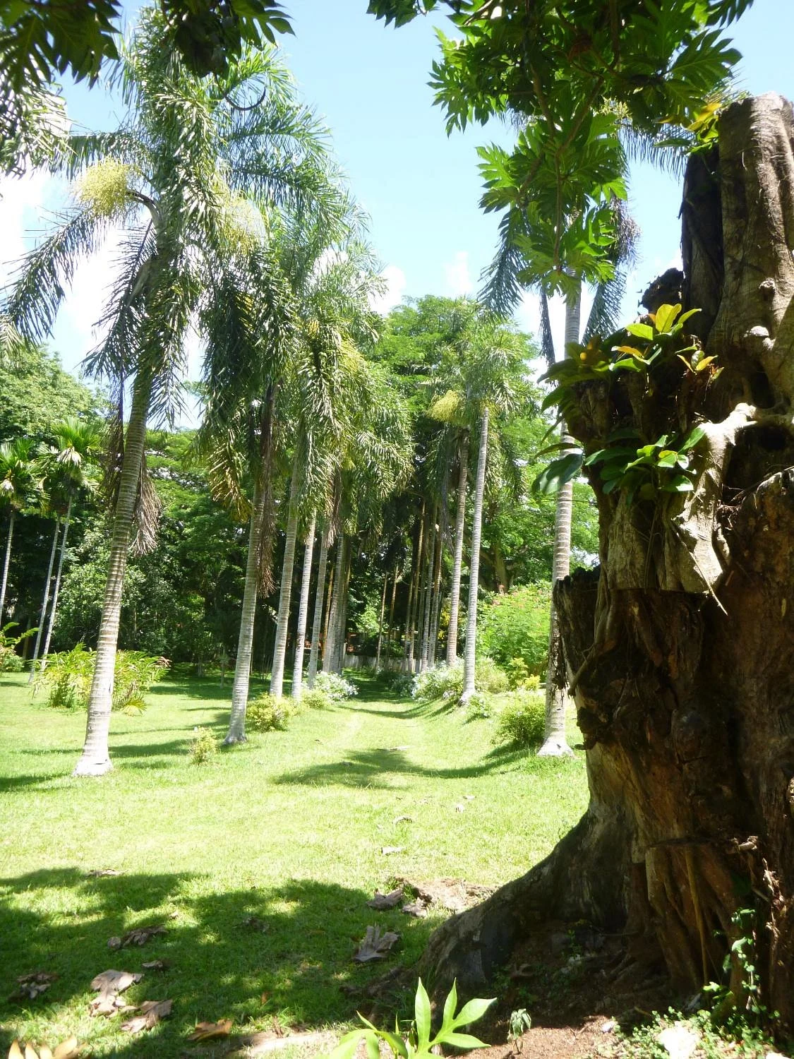 Jardin Botanique de Coconi